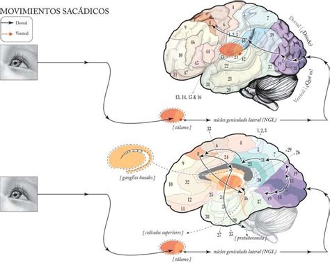 Estructuras Cerebrales Involucradas En Los Movimientos Sacadicos Del