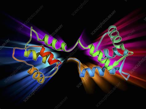 Calcium Binding Protein Molecule Stock Image F0096004 Science