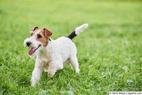 Der Foxterrier Floxik Magazin