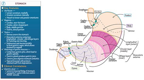 USMLE / COMLEX - Step 1: Stomach | ditki medical & biological sciences