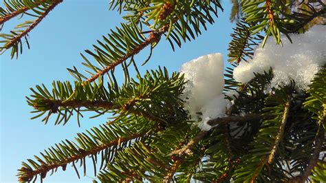 Bildet tre vann gren snø kald vinter anlegg blad blomst