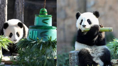 Les Jumelles Pandas De Beauval F Tent Leur Anniversaire Vid O