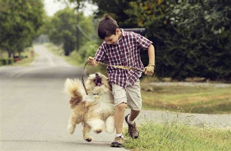 Mi Hijo Quiere Un Perro ¿qué Hago Redcaninaes