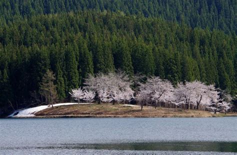 4月22日 津南町・中子の桜と、空の展望台 苗場山麓ジオパーク Niceshotpeteの山旅