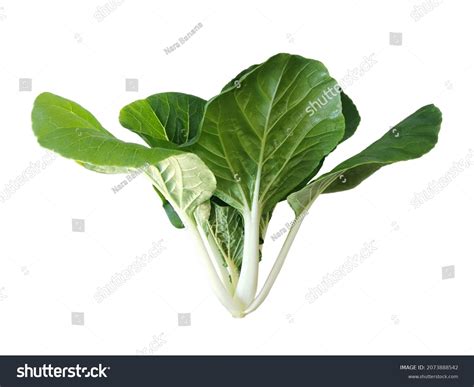 Isolated Cabbage Pak Choi White Stem Stock Photo Shutterstock