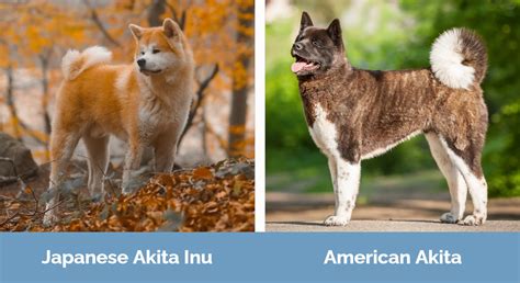 Japanese Vs American Akita Differences Explained With Pictures