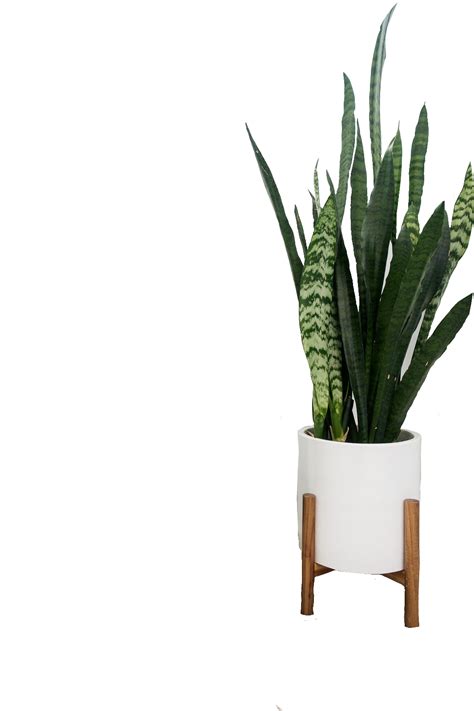 Houseplant Comp Greenery Mood Board Planter Pots Png Interior