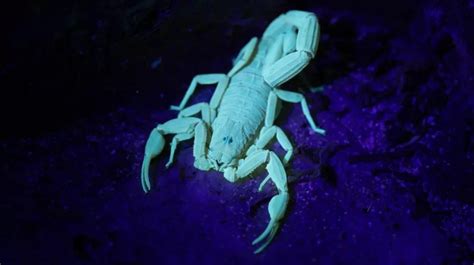 why do scorpions glow - Scorpion Species