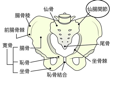 【女性だけじゃない？】男性の腰痛の原因も「骨盤のゆがみ」だった！？腰痛悪化を防ぐ骨盤調整法 ヨガジャーナルオンライン