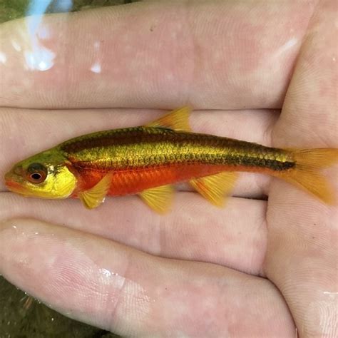 Eastern Shiners Genus Notropis · Inaturalist