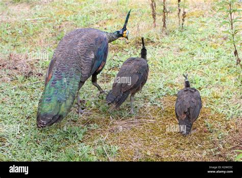 Female Asian Green Peahen Or Java Peafowl Pavo Muticus With Two Of