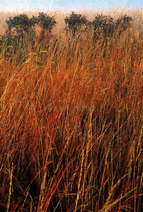 Big Bluestem prairie grass stock image. Image of grass - 1303373