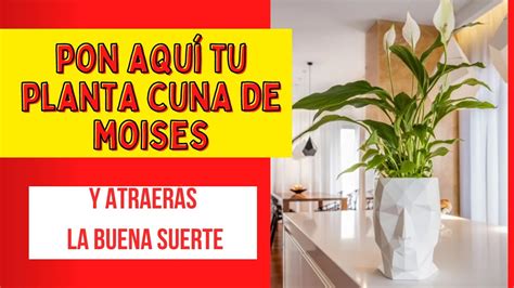 ESTE ES EL SIGNIFICADO DE LA PLANTA CUNA DE MOISES ADÓNDE COLOCARLA