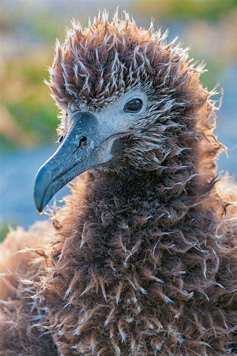 New Science On Same Sex Behavior In Wildlife The National Wildlife Federation Blog