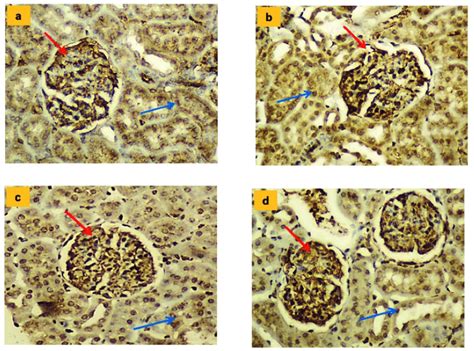 A D Glomerular Immunostaining For Neuronal Nitric Oxide Synthase In