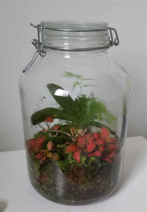 Le Terrarium Comment A Marche Jardiner Bio