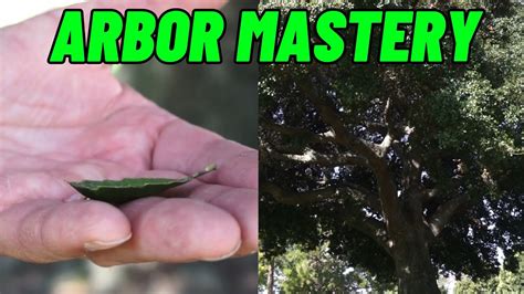 How To Identify Trees Like A True Pro Coast Live Oaks Youtube