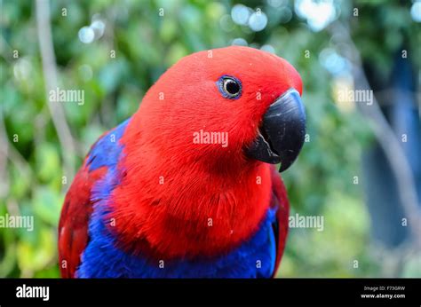 Parrot Tropical Bird Stock Photo - Alamy