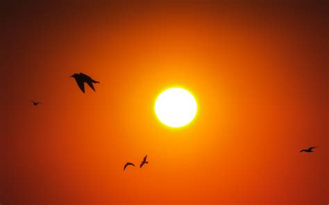 Sunrise Birds 4K Wallpapers | HD Wallpapers | ID #18820