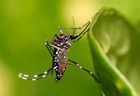 Dengue Brasil Registra Mais De Mil Casos Prov Veis Da Doen A