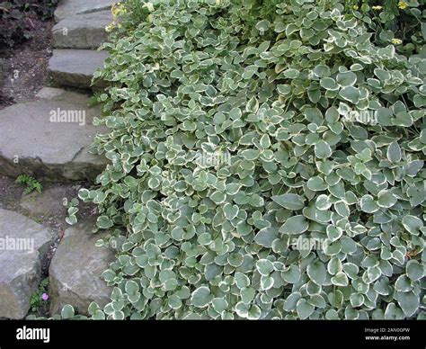 VINCA MAJOR VARIEGATA Stock Photo - Alamy