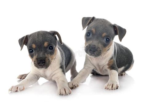 Puppies Brazilian Terrier in Studio Stock Image - Image of jack ...