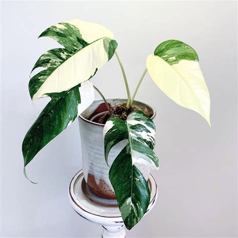 MEGA DEAL - Variegated Dragon Tail Plant - Epipremnum Pinnatum Variegata 70mm - The Jungle ...