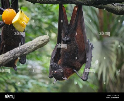 Large Flying Fox Facts Diet Habitat Pictures On 41 Off