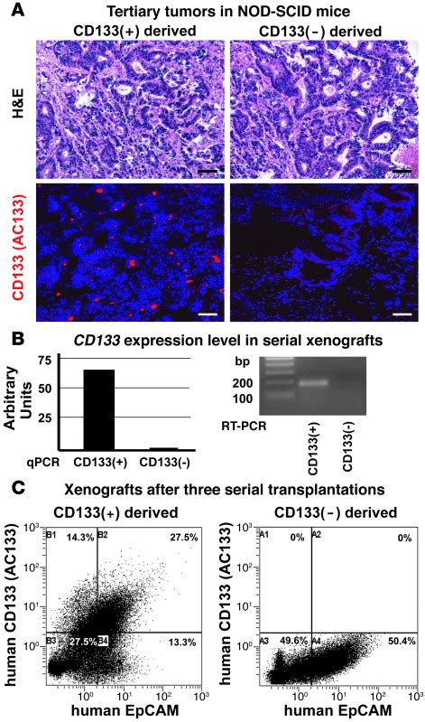 Cd133 Expression Is Not Restricted To Stem Cells And Both Cd133 And