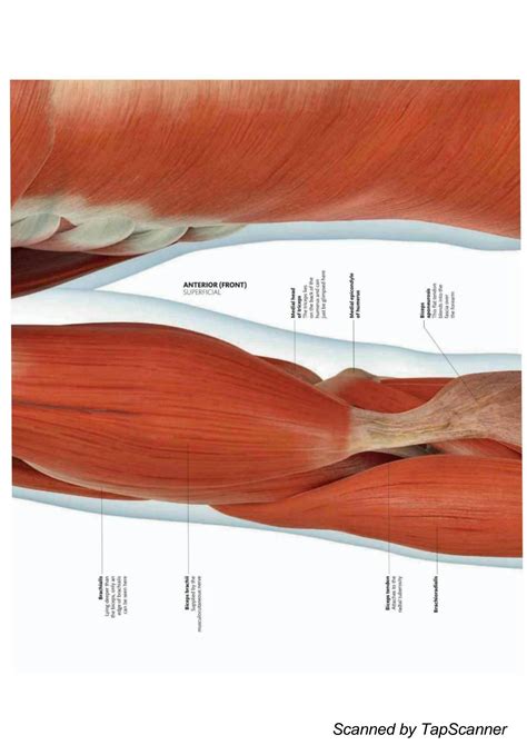 SOLUTION: Anatomy and physiology - Muscular System (shoulder and upper arm) - Studypool