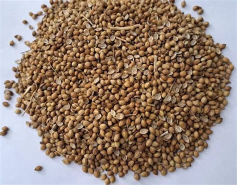 Badami Coriander Seed At Rs 80 Kg Kanpur ID 2854358085362