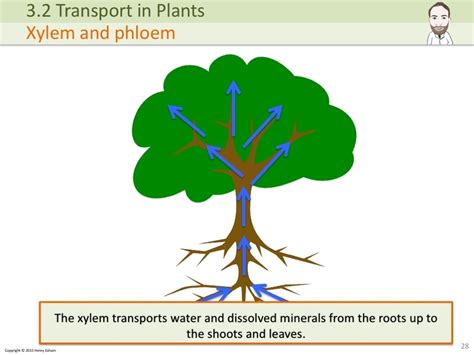 IGCSE Plant Transport