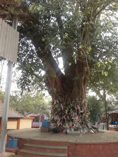 Chottanikkara bhagavathy Temple - TravelersOutlook: Travelers Photo Gallery