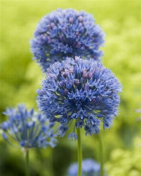 Allium Caeruleum Azureum Cm Bulb Peter Nyssen Buy Flower