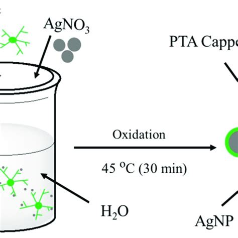 The Schematic Diagram For The Green Synthesis Of Ag Nps Pta Download