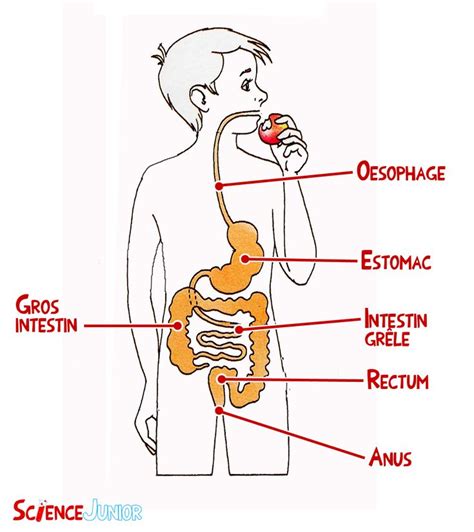 La Digestion Un Vrai Parcours D Aventurier ScienceJunior Fr