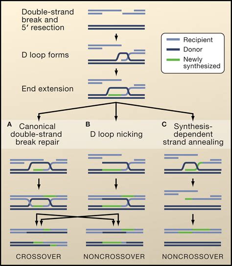 Multiple Mechanisms Of Meiotic Recombination Cell