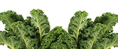 Cute Curly Kale Blog Of All The Super Healthy Greens Kale Tops The