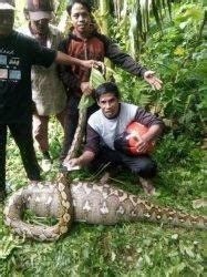 Warga Salubiro Mateng Geger Gara Gara Ular Piton Raksasa Kali Ini