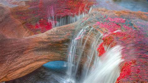 The Caño Cristales River in the Serranía de la Macarena mountains of