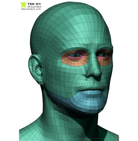 Male Retopology Kit Female Base Human Male Zbrush Models