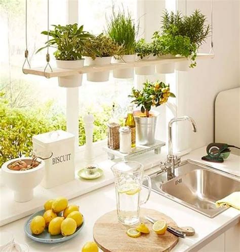 Plantas Que No Pueden Faltar En Tu Cocina Ciudad Trendy