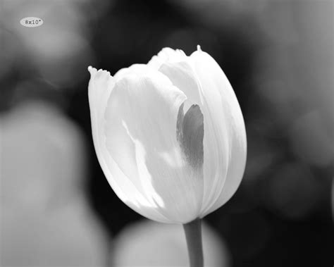 White Tulip photo print, flower art, black and white photography, large ...