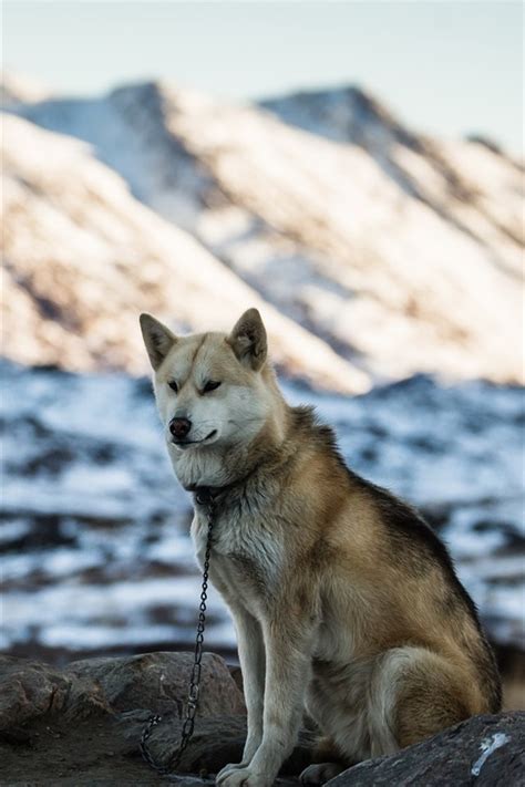 wallpaper dog mountains snow winter  picture image