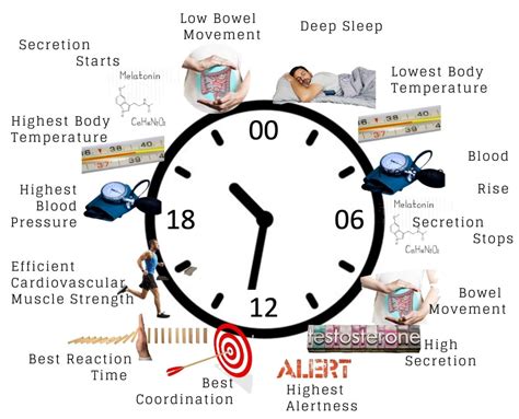 Circadian Rhythm: Key Examples and Impacts
