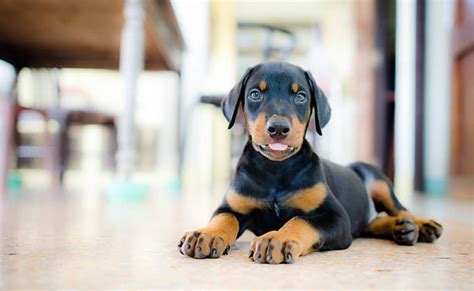 Cuanto Comen Los Cachorros Doberman