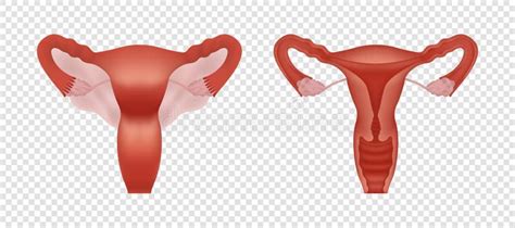 Female Human Reproductive System Realistic Illustration Isolated On