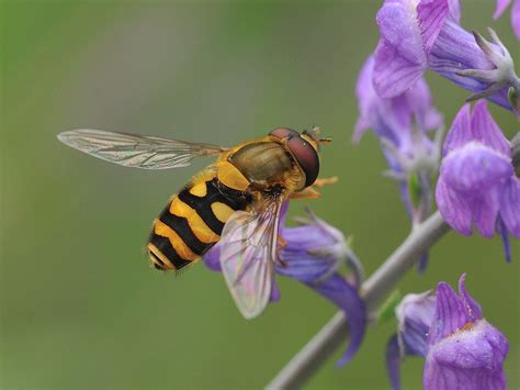 Epistrophe Nitidicollis Male Syrphidae 26 6 2017 Topsham Flickr