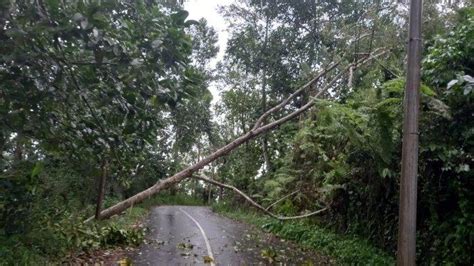 Pohon Tumbang Dan Kerusakan Rumah Terjadi Di Sejumlah Titik Di Minahasa