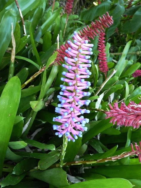 Aechmea Gamosepala Matchstick Plant Gamos Bromeliad Bromeliads